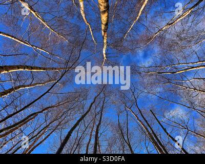 Bäume und Himmel Stockfoto