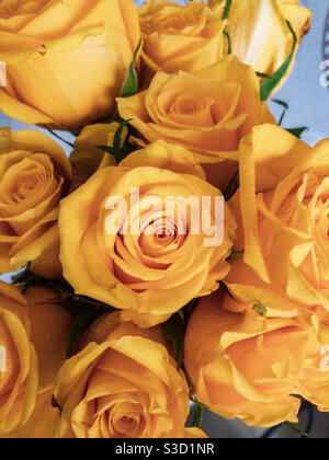 Nahaufnahme eines Strauß gelber Rosen. Stockfoto