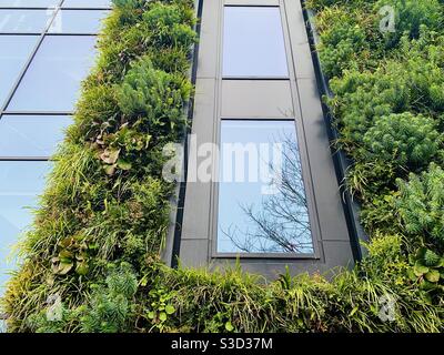 Green Wall Architecture, Oxford Stockfoto
