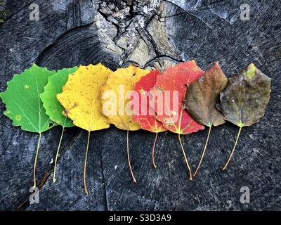 Flaches Lay von bunten Herbstblättern auf rustikalem Holztisch Stockfoto