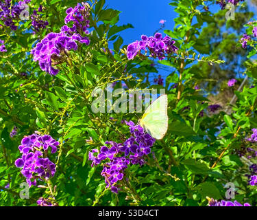 Zitrone Wanderschmetterling auf lila und weiß getrimmten Geisha Girl Blumen, Duranta repens von grünen Blattgrün umgeben Stockfoto