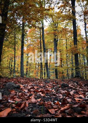 Wald im Herbst Stockfoto