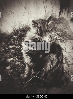 Porträt einer schönen sibirischen tabby Katze in Sepia Farbe Stockfoto