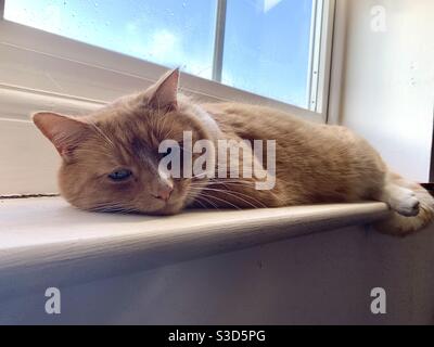 Ginger Katze ausgestreckt auf Fensterbank Stockfoto