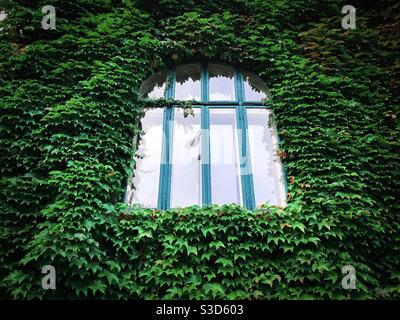 Fenster umgeben von grünem Efeu Stockfoto