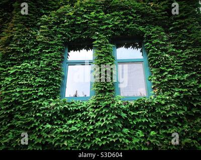 Fenster umgeben von grünem Efeu Stockfoto