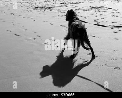 Side tritt seinen Schatten, ein schwarz-weißes Foto eines irischen Setters an einem australischen Strand Stockfoto