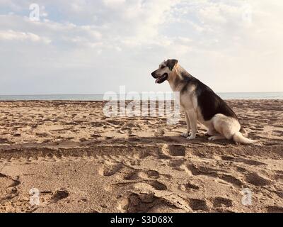 Straßenhund am Sandstrand Stockfoto