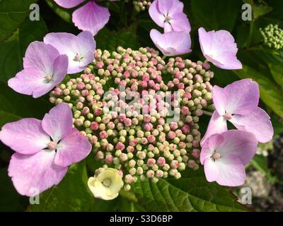 Purpurne Rohrdrangeas Stockfoto