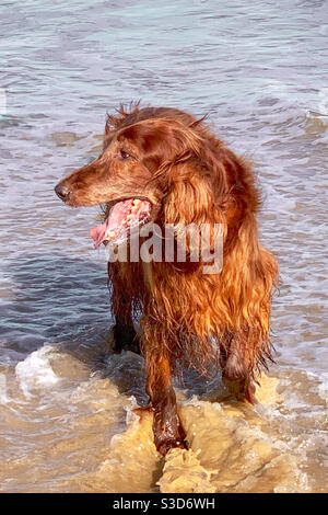 Ein fröhlicher, roter irischer Setter Hund, der seine Füße im Meerwasser am Strand nass macht, plantscht in den Wellen Stockfoto