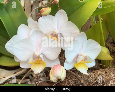 Blume Nahaufnahme von einigen schönen weißen Moth Orchideen Blumen im Garten, Australien Stockfoto