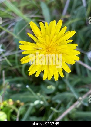 Katzenohr, auch Hypochaeris radicata, gelbe Blume Nahaufnahme Stockfoto