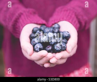 Mittelteil eines Mädchens in rosa mit einer Handvoll Reife frische und organische Heidelbeeren mit Kopierraum Stockfoto