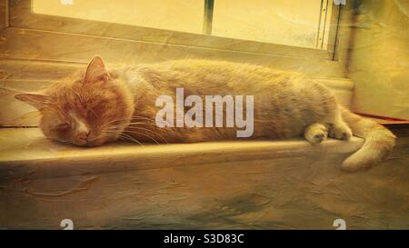 Ingwer Katze schläft auf Fensterbank Stockfoto