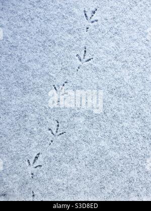 Vogel, Spuren im Schnee. Stockfoto
