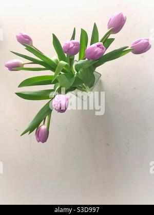 Helle lila Tulpen in einer Glasvase auf einem weißen Arbeitsplatte Stockfoto
