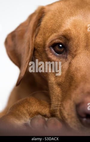Nahaufnahme von Kopf und Auge eines Fuchses Der rote Labrador Retriever Hund schaut auf die Kamera Stockfoto