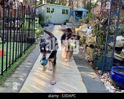 Zwei Hunde auf einem Weg in einem Familiengarten jeweils Mit einem Ball im Mund, der zur Kamera läuft Stockfoto