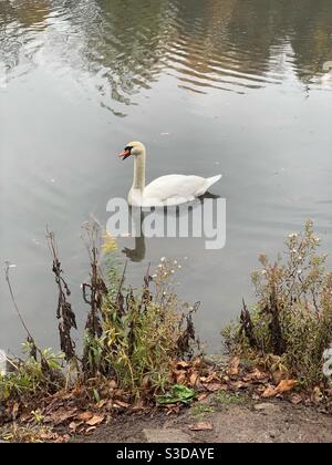 Swan-watching im Herbst Stockfoto