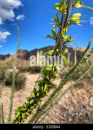 Ocotillo Pflanze in Organ Pipe Cactus National Monument Stockfoto