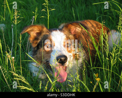 Dreifarbige Grenze Collie im Gras gelegt Stockfoto