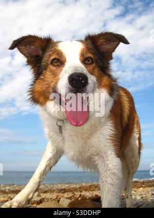 Dreifarbige Border Collie am Strand von Sandsend North Yorkshire Stockfoto