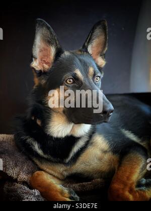 Portrait eines jungen Schäferhundes Stockfoto