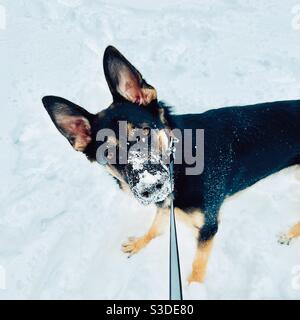 Schäferhund mit schneebedecktem Gesicht Stockfoto