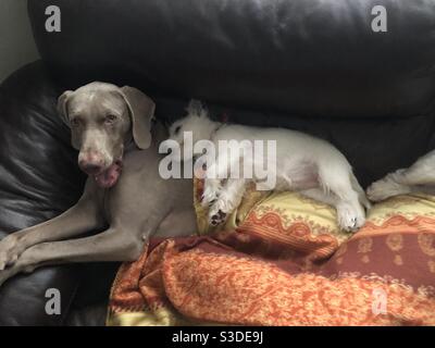 Westie und Weinmarana Dogs ruhen sich aus Stockfoto