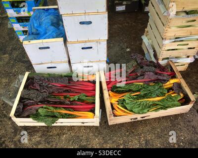 Kisten von Regenbogenscharte und andere Bio-Produkte bereit zu Gewogen für ein organisches Gemüse-Box-Schema Stockfoto