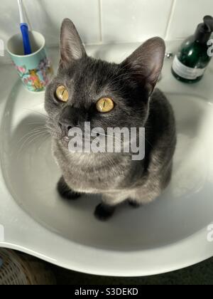 Katze in ein Waschbecken Stockfoto