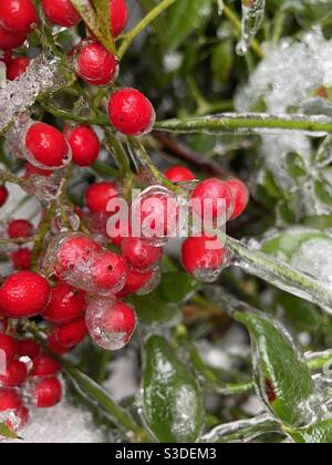 Eine Pflanze ist während eines Eissturms in Virginia mit einer Eisschicht bedeckt. Stockfoto