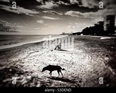 Mann, der allein als schwarzer Hund am Strand sitzt Vorbeikommen Stockfoto