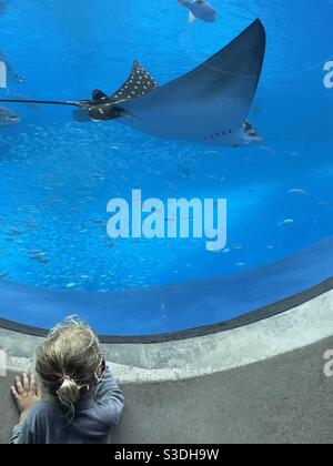 Ein blondes, lockiges Kleinkind ist fasziniert von einem Manta-Strahl, den sie durch ein großes Unterwasserportal im Aquarium im Frost Science Museum, Miami, Florida USA 33132 sehen kann Stockfoto