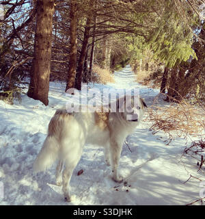 Süßer, flauschiger, weißer Great Pyrenees Welpenhund, der im Winter im verschneiten Wald steht, während er mit der Familie im Schnee auf einem Winterspaziergang in Kanada ist. Stockfoto