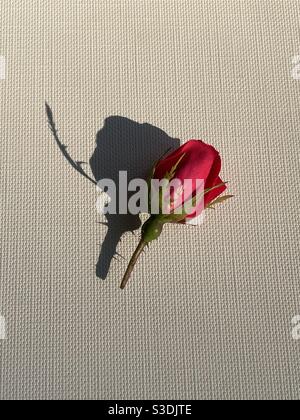 Einzelne rote Rose Knospe und Schatten auf Leinwand Hintergrund Stockfoto