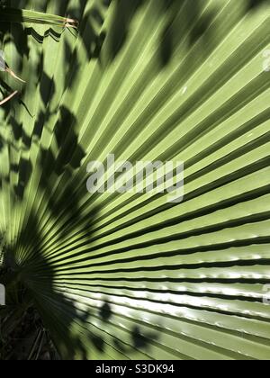 Nahaufnahme von Blättern und Schatten Stockfoto