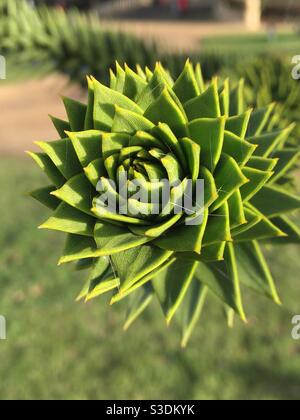 Nahaufnahme des Zweiges von Affe Puzzle Tree (Araucaria Araukanian) Stockfoto