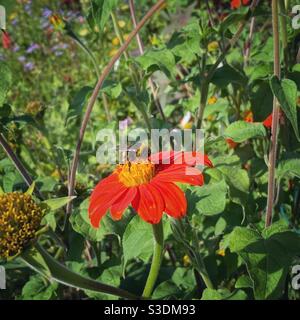 Hummel auf einer roten Blume. Stockfoto