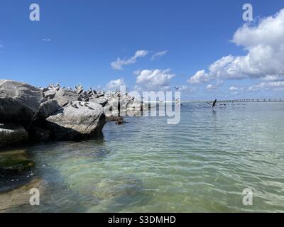 Pelikane fliegen über das smaragdfarbene Wasser des Golfs von Mexiko mit Fernsicht auf die Destin, Florida Brücke Stockfoto