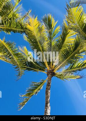 Und Blick nach oben auf bunte grüne und gelbe Blätter und den braunen Stamm auf Palmen vor einem strahlend blauen Himmel in Miami, Florida, USA Stockfoto