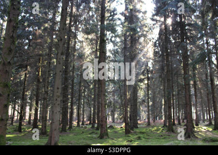 Sonnenlicht durch Bäume Stockfoto