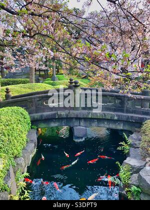 Fische schwimmen in einem japanischen Garten unter blühenden Kirschbäumen in Tokio. Stockfoto