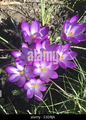 Krokusse blühen Stockfoto