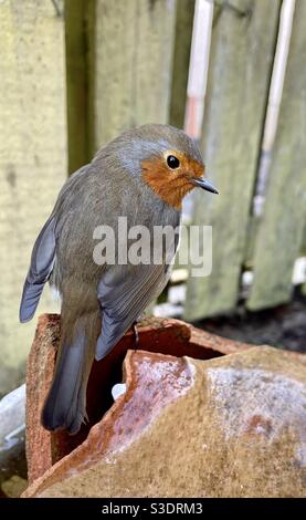 Weiblicher Rotkehlvogel, der auf einem zerbrochenen Terrakottatopf im Garten in Schottland thront. Stockfoto