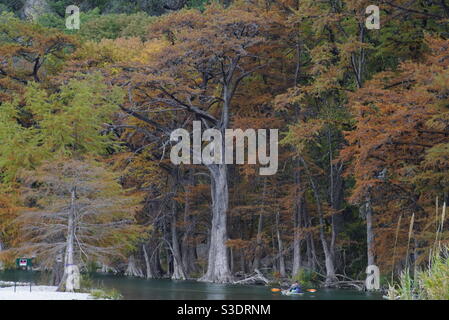 Ein hoch aufragender Zypressenbaum inmitten vieler, die ihre vielen Herbstfarben entlang des Frio River im Garner Park im Texas Hill Country zeigen. Stockfoto