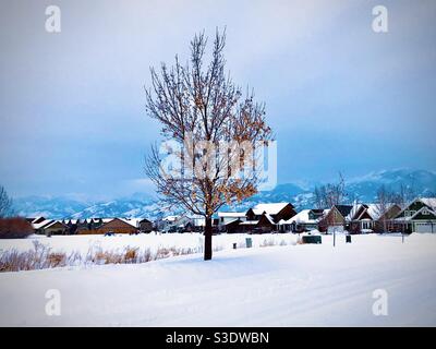 Ein eineinziger Baum steht vor einer winterlichen Bergkulisse. Bozeman, Montana Stockfoto