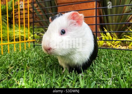 Blauäugige American Short Hair Meerschweinchen auf dem Gras Stockfoto