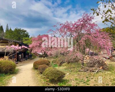 Blühende wilde Sakura-Bäume auf einem Wanderweg in japanischen Bergen. Stockfoto