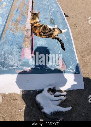 Street Cats ruht auf einem umgedrehten Fischerboot und Schatten Einer Person Stockfoto